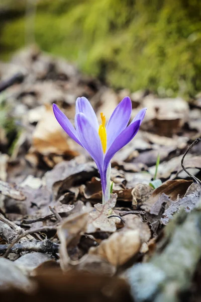 Kvetoucí Krokus Květiny Jaře Sezónní Přírodní Scéna — Stock fotografie