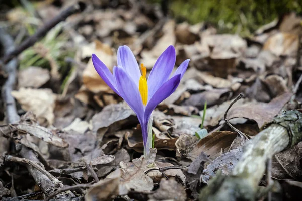 Blommande Krokus Blommor Våren Säsongsmässig Naturlig Scen — Stockfoto