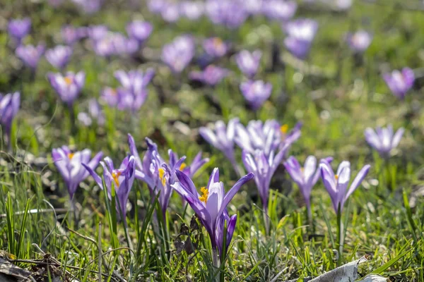 Blommande Krokus Blommor Våren Säsongsmässig Naturlig Scen — Stockfoto