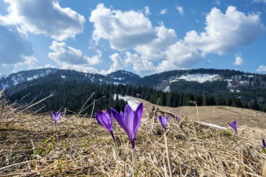 Büyük Fatra, Slovakya 'da çiçek açan kır çiçekleri. İlkbahar doğal sahnesi.