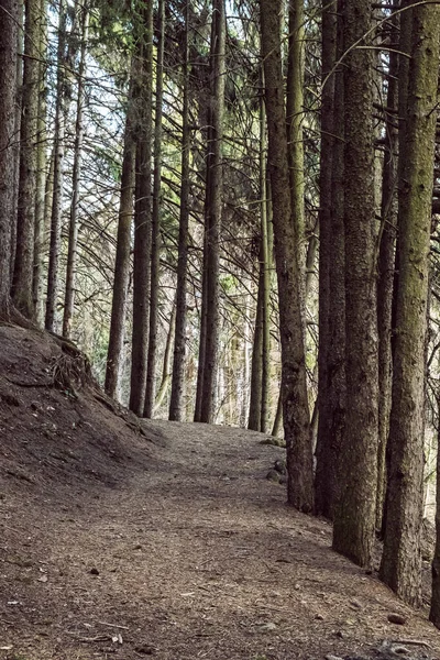 Hiking Path Coniferous Forest Stiavnica Mountains Slovak Republic Seasonal Natural — Stock Photo, Image