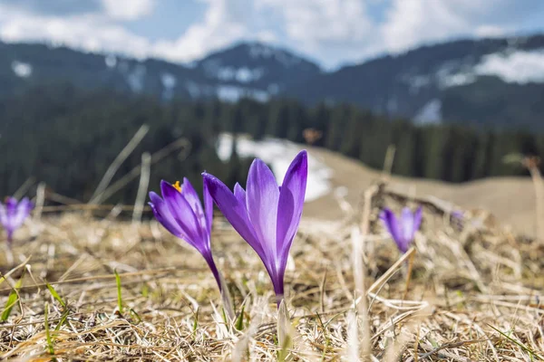 Kvetoucí Krokusové Květiny Velké Fatře Slovenská Republika Přirozená Scéna Jara — Stock fotografie