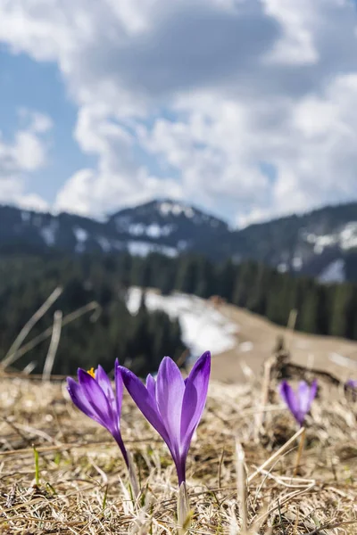 Blommande Krokus Blommor Big Fatra Slovakien Vårens Naturliga Scen — Stockfoto