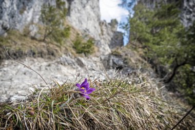 Büyük Pasque Çiçeği Pulsatilla Grandis, Yudum Tepesi, Slovakya Cumhuriyeti. Mevsimsel doğal sahne.