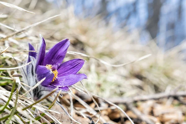 Större Pasque Flower Pulsatilla Grandis Säsongsmässig Naturlig Scen — Stockfoto