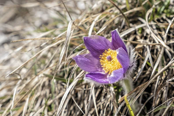 Grote Pasque Flower Pulsatilla Grandis Seizoensgebonden Natuur — Stockfoto