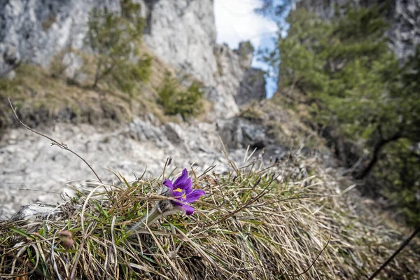 Greater Pasque Flower Pulsatilla Grandis Sip Peak Slovak Republic Seasonal — Stock Photo, Image