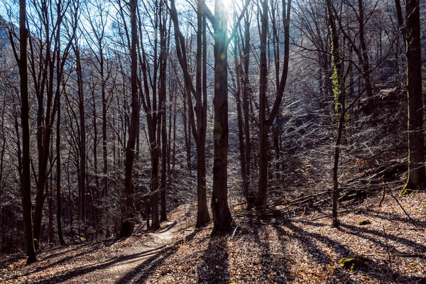 Seasonal deciduous forest in sunlight, Vrsatske rocks, Slovak republic. Hiking theme.