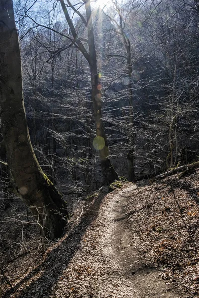 Floresta Decídua Sazonal Luz Sol Rochas Vrsatske República Eslovaca Tema — Fotografia de Stock