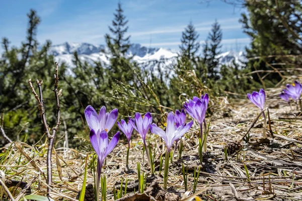 Blooming Crocus Flowers National Park Low Tatras Mountains Slovak Republic — Stock Photo, Image