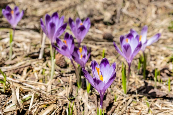 Цветущие Крокус Цветы Весной Сезонная Природная Сцена — стоковое фото