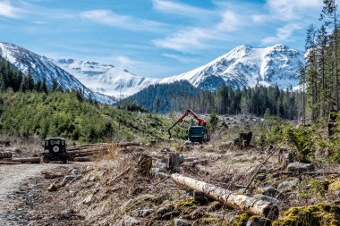 Demanovska Vadisi 'nde Calamity odunculuğu, Ulusal Park, Tatras Dağları, Slovakya Cumhuriyeti. Ormanların yok edilmesi teması. Mevsimsel doğal sahne.