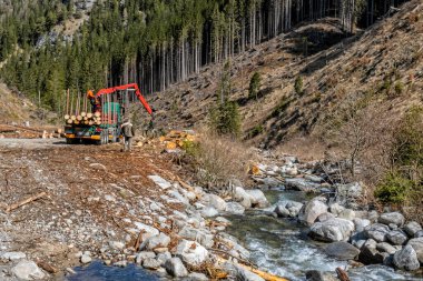 Demanovska Vadisi 'nde Calamity odunculuğu, Ulusal Park, Tatras Dağları, Slovakya Cumhuriyeti. Ormanların yok edilmesi teması. Mevsimsel doğal sahne.
