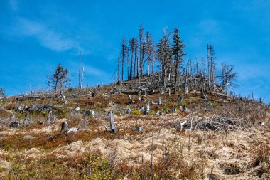 Slovak Cumhuriyeti, Tatras Dağları 'ndaki Ulusal Park' taki Demanovska Vadisi. Ormanların yok edilmesi teması. Mevsimsel doğal sahne.