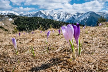 Çiçek açan kır çiçekleri, Ulusal Park Batı Tatras dağları, Slovakya Cumhuriyeti. Mevsimsel doğal sahne.