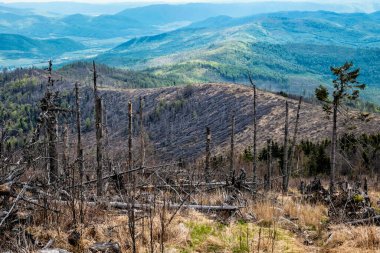 Kohut Tepesi, Stolica Dağları, Slovakya Cumhuriyeti. Orman felaketi teması. Mevsimsel doğal sahne.