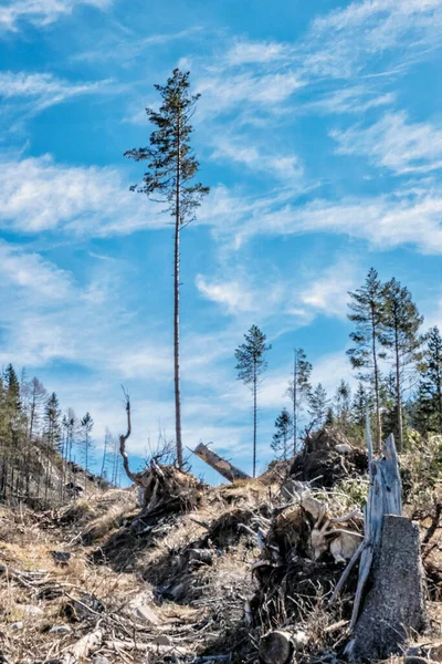 Demanovska Dalen Nationalparken Låg Tatrabergen Slovakien Vandringstema Säsongsmässig Naturlig Scen — Stockfoto
