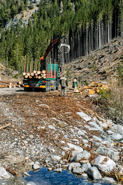 Katastrofloggning Demanovska Dalen Nationalpark Låg Tatrabergen Slovakien Avskogningstema Säsongsmässig Naturlig — Stockfoto
