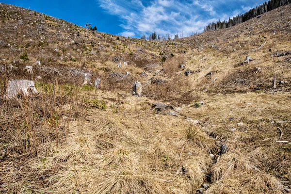 Demanovska Dalen Nationalparken Låg Tatrabergen Slovakien Avskogningstema Säsongsmässig Naturlig Scen — Stockfoto