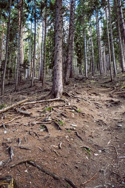 Floresta Coníferas Montanhas Tatras Ocidentais República Eslovaca Tema Das Caminhadas — Fotografia de Stock