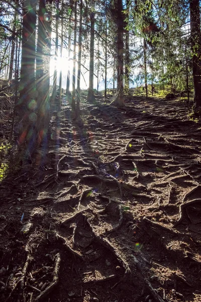 Floresta Coníferas Montanhas Tatras Ocidentais República Eslovaca Tema Das Caminhadas — Fotografia de Stock