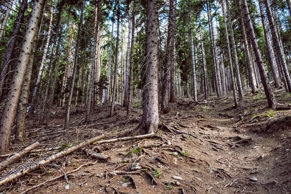 Kozalaklı Orman Batı Tatras Dağları Slovak Cumhuriyeti Yürüyüş Teması Mevsimsel — Stok fotoğraf