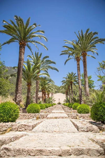 Bir tuğla yolu ile Palm yol