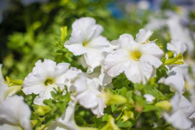 Restoran için bir tablosundaki zarif çiçek dekorasyon