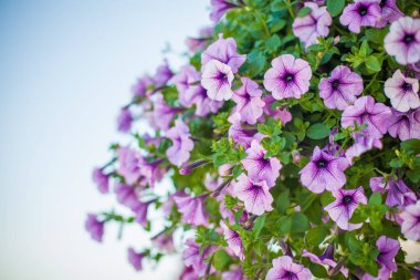 Restoran için bir tablosundaki zarif çiçek dekorasyon