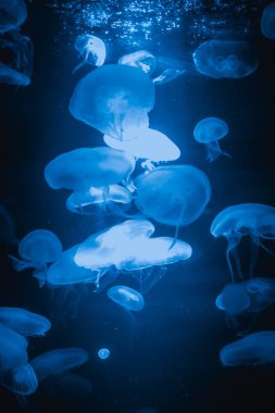 Mavi jellyfishes akvaryum