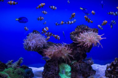 Nemo ve Dory mercanlar üzerinde yüzen