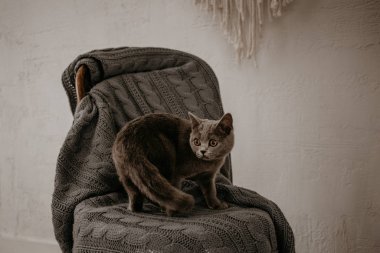 Gri sandalyede poz veren güzel İngiliz gri kedisi
