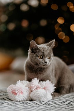 İngiliz kedisi Noel ağacının yanında bebek çoraplarının içinde oturuyor. Gri İngiliz kedisi bir Noel ağacının arka planına bakıyor. Bulanık bağlar