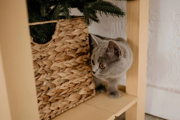 Gato británico escondido detrás de caja de mimbre y árbol de Navidad — Foto de Stock