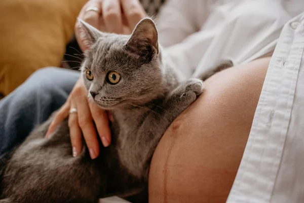Brit szürke macska fekszik a terhes nő hasán. Kezek egy macskához érnek. — Stock Fotó