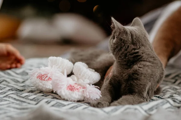 Gato británico acostado cerca de calcetines blancos en la cama. Gato británico gris mirando hacia atrás en la mano — Foto de Stock