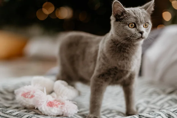 Британская кошка остановилась возле белых носков на кровати. Серый британский кот смотрит сбоку — стоковое фото