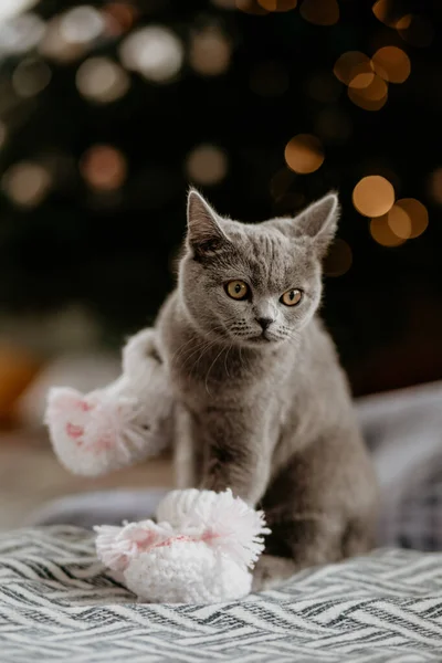 Gato británico sentado en calcetines de bebé cerca del árbol de Navidad. Gato británico gris mirando a un lado en el fondo de un árbol de Navidad. Ligtos borrosos — Foto de Stock