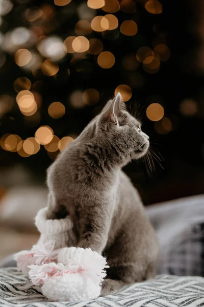 Британская кошка сидит в маленьких носках возле елки. Серый британский кот смотрит сбоку на фоне рождественской елки. Размытые лиги — Бесплатное стоковое фото