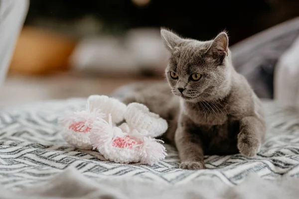 Brit macska fekszik közel fehér baba zokni az ágyon. Szürke brit macska néz oldalra — Stock Fotó