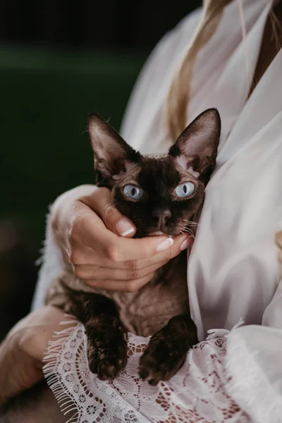 Hermosa novia con su gato siam en sus manos. Ojos azules gato mirando a la cámara. Novia acariciando a un gato. Preparativos de boda mañana — Foto de Stock