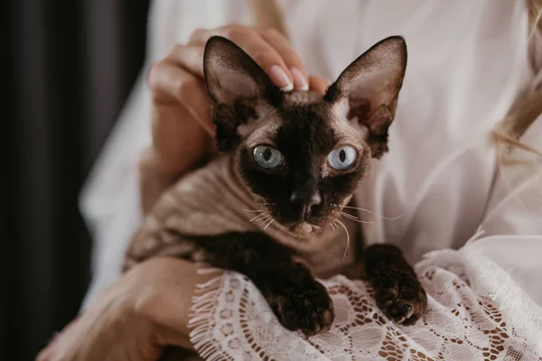 Прекрасная невеста со своим котом Сфинксом в руках. Кошка с голубыми глазами смотрит в камеру. Невеста ласкает кошку. Подготовка к свадьбе утром — стоковое фото