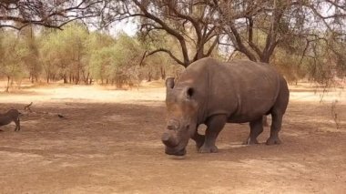 Kapalı bir alanda yürüyen bir gergedan. Çalılıklarda otlanan boynuzsuz beyaz gergedan. Safari turu. De Bandia 'yı rezerve et. Senegal, Afrika