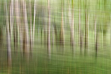 Soyut hareket bulanıklığı, ağaçların gövde ve bırak, sarı yeşil backgrou