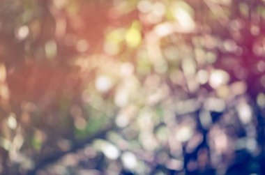 Renkli doğa orman ya orman soyut bulanıklık için tasarım backgr