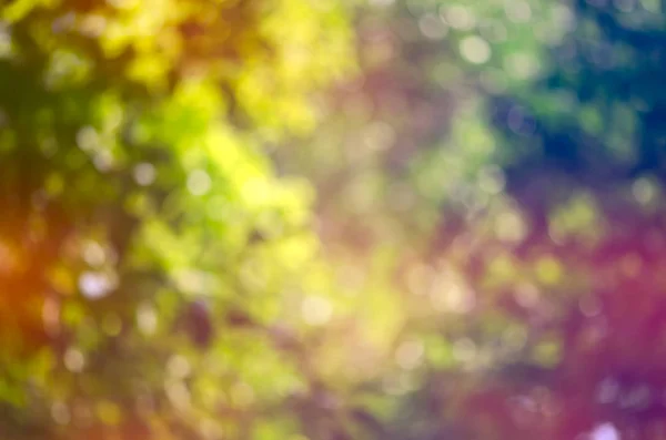 Selva de natureza colorida ou floresta borrão abstrato para backgr design — Fotografia de Stock