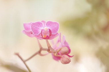 Orkide çiçekler, vintage ve pembe stil ve göz.