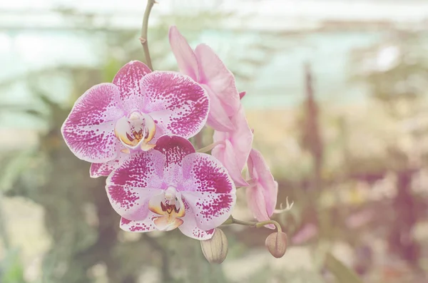 Orchidées fleurs, vintage & rose style & look . — Photo