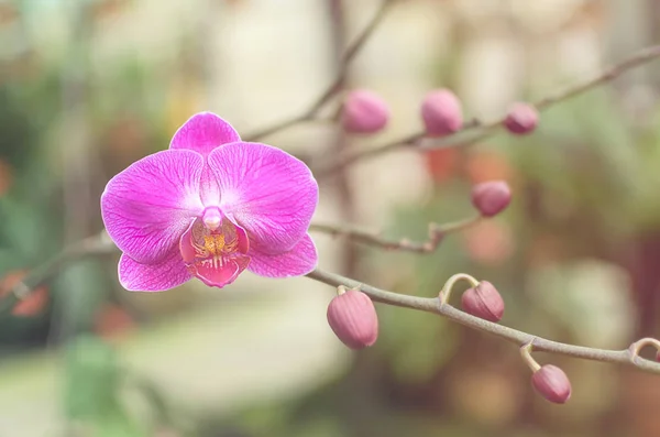 Orkide çiçekler, vintage ve pembe stil ve göz. — Stok fotoğraf