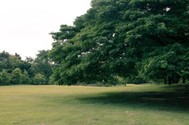 Büyük ağaç büyük gölge ile.